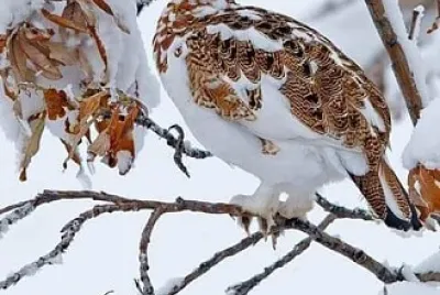 oiseau jigsaw puzzle
