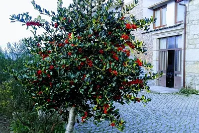 ARBOL jigsaw puzzle