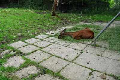 פאזל של Bois du Petit Chateau 2