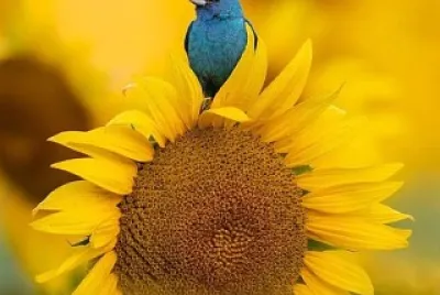 oiseau