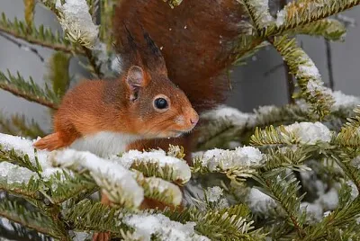 animal