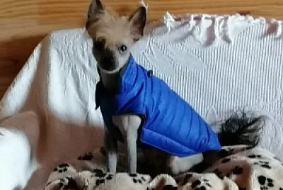 Chinese crested dog