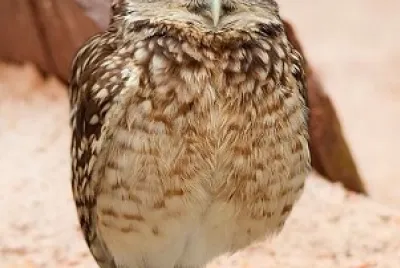oiseau