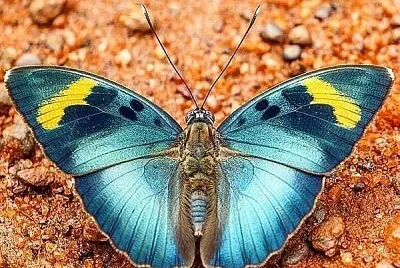 papillon jigsaw puzzle
