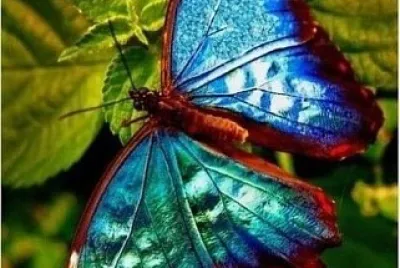 papillon jigsaw puzzle