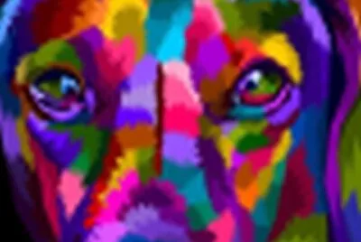 Perro colorido