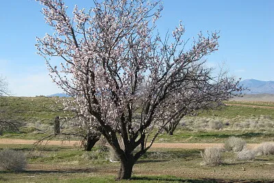 שקדיה