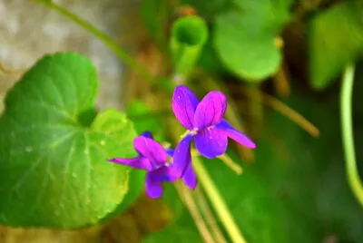 violeta