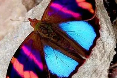 papillon jigsaw puzzle