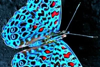 papillon jigsaw puzzle