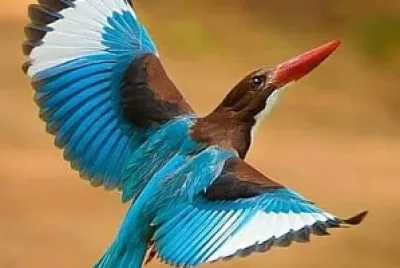 oiseau jigsaw puzzle
