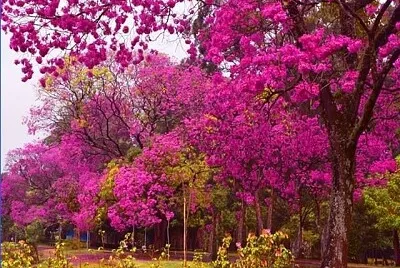 imagem jigsaw puzzle