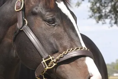 פאזל של Bahamian Squall | Thoroughbred Stallion