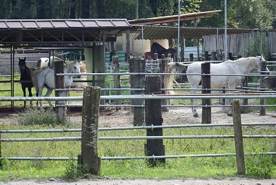 cavalli nel recinto
