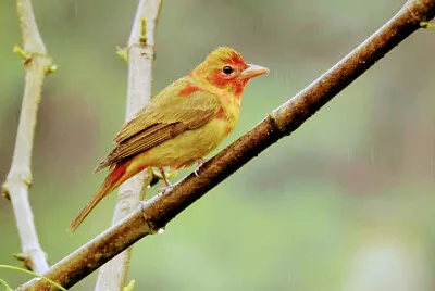 פאזל של pajaro