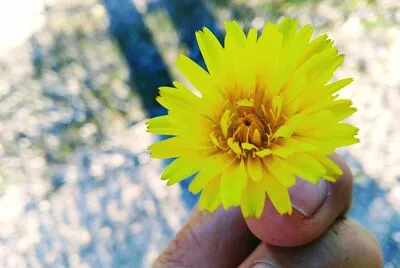 FLORES