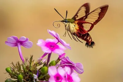 papillon