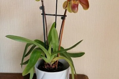 Sabot de Vénus