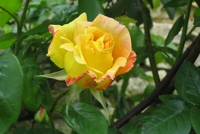 Rose bicolore