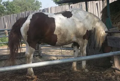 cavalli da tiro