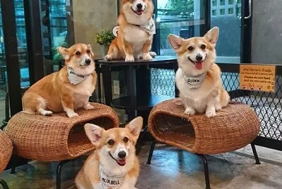perros