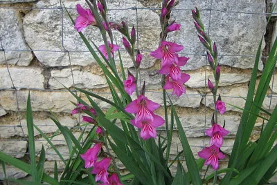 Iris