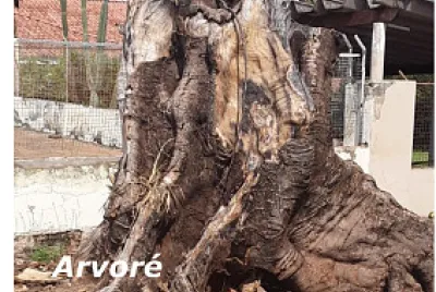 Arvoré