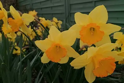 Jonquilles