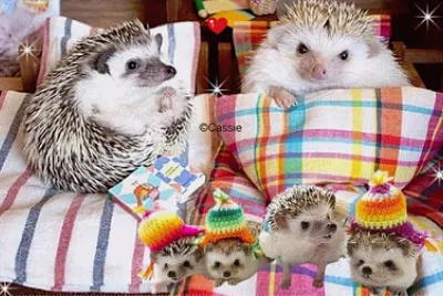Famille de nérissons