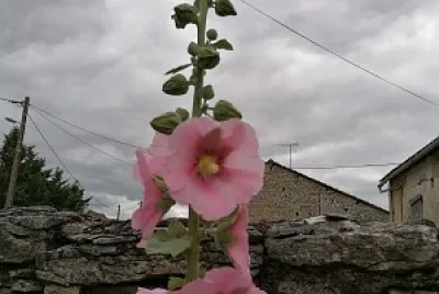 Rose Trémière