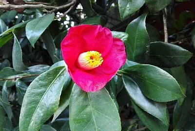 FLOR