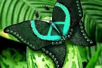papillon jigsaw puzzle