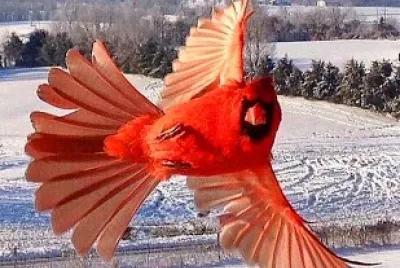 oiseau jigsaw puzzle