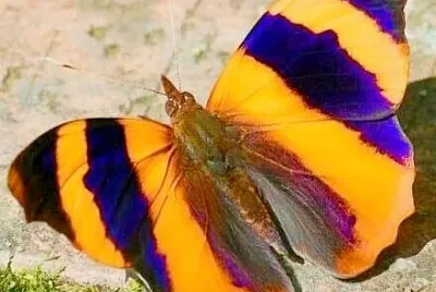 papillon jigsaw puzzle