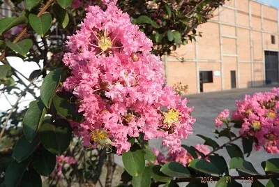 פאזל של FLORES