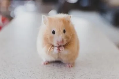 hamster