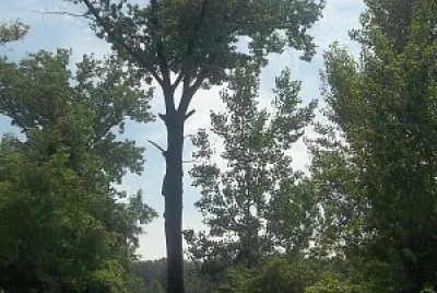 che albero jigsaw puzzle