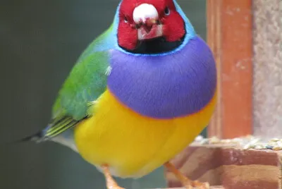 Oiseau Terra botanica