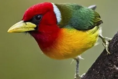 oiseau