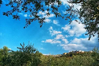 tree by shokat jigsaw puzzle