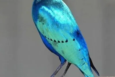 oiseau