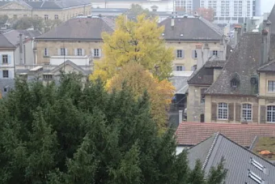 פאזל של Arbre aux milles écus