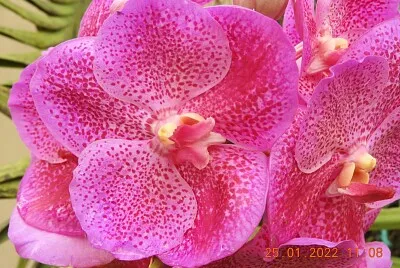 פאזל של FLORES