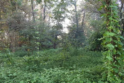 che jungla jigsaw puzzle