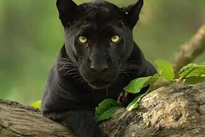 animal
