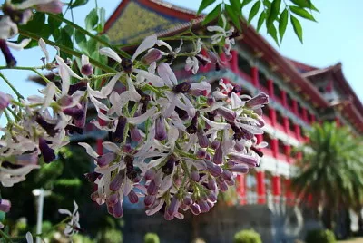 苦棟花