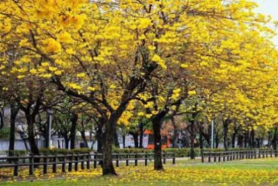 台中※黃花風鈴木 jigsaw puzzle