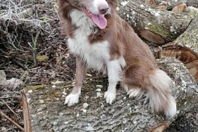 Border collie lilac