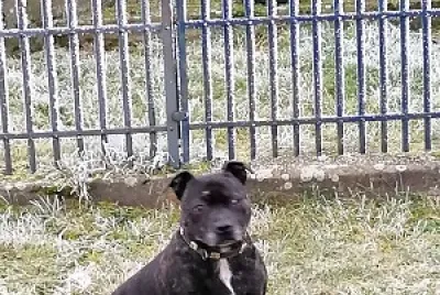 Staffy