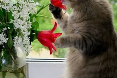 Cat 's Meow jigsaw puzzle